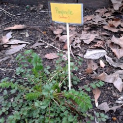 beschilderung pflanzen